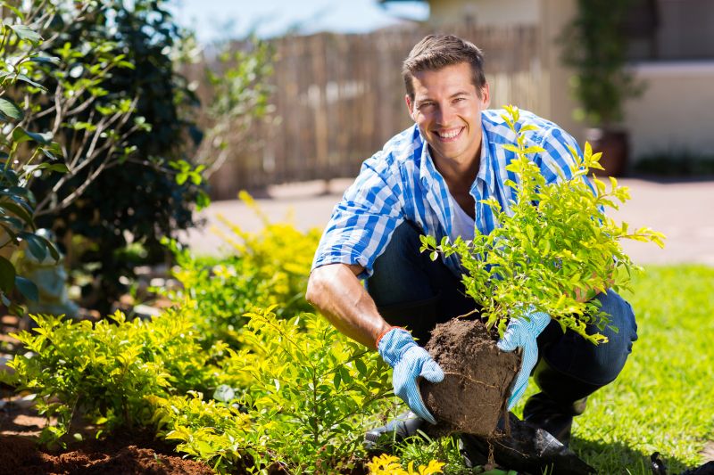 Boxwood Planting in Ventura County, CA